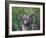 Grey Squirrel on Fencepost-Adam Jones-Framed Photographic Print