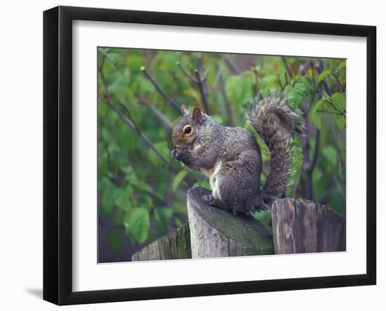 Grey Squirrel on Fencepost-Adam Jones-Framed Photographic Print