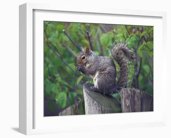 Grey Squirrel on Fencepost-Adam Jones-Framed Photographic Print