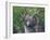 Grey Squirrel on Fencepost-Adam Jones-Framed Photographic Print