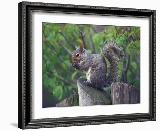 Grey Squirrel on Fencepost-Adam Jones-Framed Photographic Print