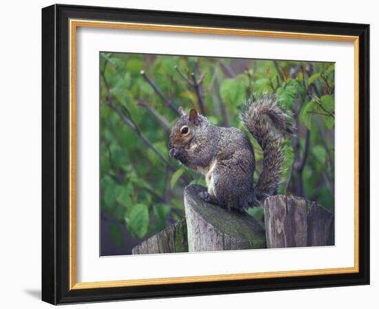 Grey Squirrel on Fencepost-Adam Jones-Framed Photographic Print