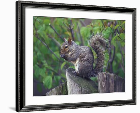 Grey Squirrel on Fencepost-Adam Jones-Framed Photographic Print