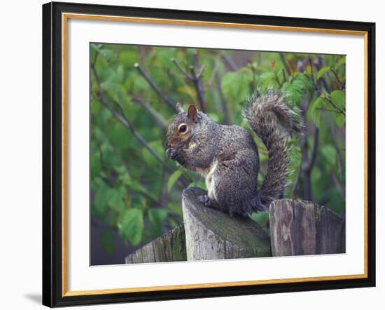 Grey Squirrel on Fencepost-Adam Jones-Framed Photographic Print