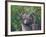 Grey Squirrel on Fencepost-Adam Jones-Framed Photographic Print