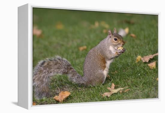 Grey Squirrel (Sciurus Carolinensis) Biting into a Peach Stone Left by a Tourist-Nick Upton-Framed Premier Image Canvas