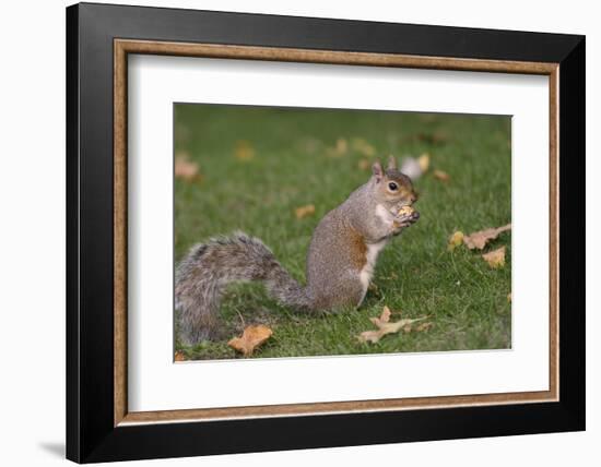 Grey Squirrel (Sciurus Carolinensis) Biting into a Peach Stone Left by a Tourist-Nick Upton-Framed Photographic Print