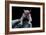 Grey Squirrel (Sciurus Carolinensis), Detail, Uk-Darroch Donald-Framed Photographic Print