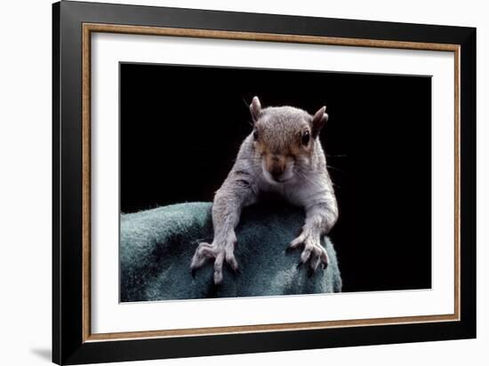 Grey Squirrel (Sciurus Carolinensis), Detail, Uk-Darroch Donald-Framed Photographic Print