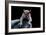 Grey Squirrel (Sciurus Carolinensis), Detail, Uk-Darroch Donald-Framed Photographic Print