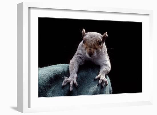 Grey Squirrel (Sciurus Carolinensis), Detail, Uk-Darroch Donald-Framed Photographic Print