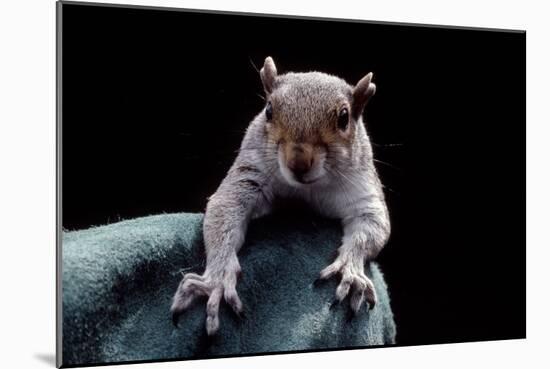 Grey Squirrel (Sciurus Carolinensis), Detail, Uk-Darroch Donald-Mounted Photographic Print