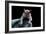 Grey Squirrel (Sciurus Carolinensis), Detail, Uk-Darroch Donald-Framed Photographic Print