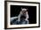 Grey Squirrel (Sciurus Carolinensis), Detail, Uk-Darroch Donald-Framed Photographic Print