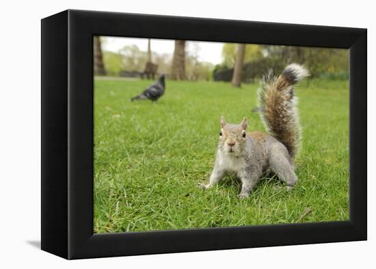 Grey Squirrel (Sciurus Carolinensis) on Grass in Parkland, Regent's Park, London, UK, April 2011-Terry Whittaker-Framed Premier Image Canvas