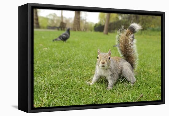 Grey Squirrel (Sciurus Carolinensis) on Grass in Parkland, Regent's Park, London, UK, April 2011-Terry Whittaker-Framed Premier Image Canvas