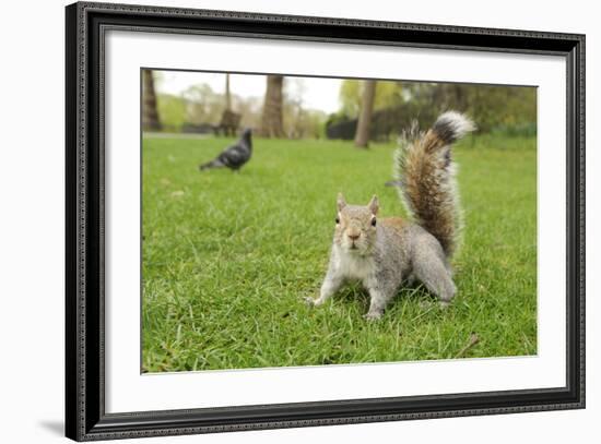 Grey Squirrel (Sciurus Carolinensis) on Grass in Parkland, Regent's Park, London, UK, April 2011-Terry Whittaker-Framed Photographic Print