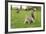 Grey Squirrel (Sciurus Carolinensis) on Grass in Parkland, Regent's Park, London, UK, April 2011-Terry Whittaker-Framed Photographic Print