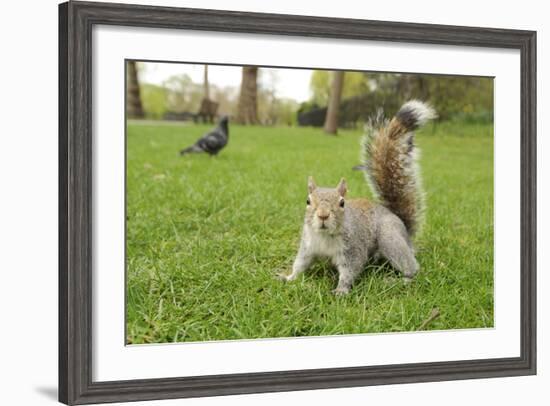 Grey Squirrel (Sciurus Carolinensis) on Grass in Parkland, Regent's Park, London, UK, April 2011-Terry Whittaker-Framed Photographic Print