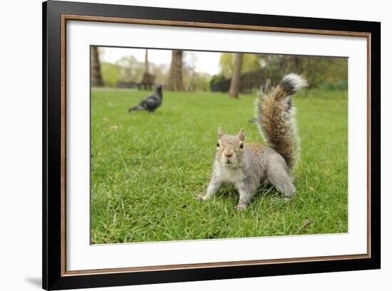 Grey Squirrel (Sciurus Carolinensis) on Grass in Parkland, Regent's Park, London, UK, April 2011-Terry Whittaker-Framed Photographic Print