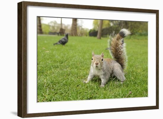 Grey Squirrel (Sciurus Carolinensis) on Grass in Parkland, Regent's Park, London, UK, April 2011-Terry Whittaker-Framed Photographic Print