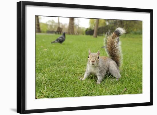 Grey Squirrel (Sciurus Carolinensis) on Grass in Parkland, Regent's Park, London, UK, April 2011-Terry Whittaker-Framed Photographic Print