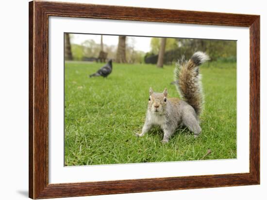 Grey Squirrel (Sciurus Carolinensis) on Grass in Parkland, Regent's Park, London, UK, April 2011-Terry Whittaker-Framed Photographic Print