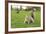 Grey Squirrel (Sciurus Carolinensis) on Grass in Parkland, Regent's Park, London, UK, April 2011-Terry Whittaker-Framed Photographic Print