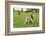 Grey Squirrel (Sciurus Carolinensis) on Grass in Parkland, Regent's Park, London, UK, April 2011-Terry Whittaker-Framed Photographic Print