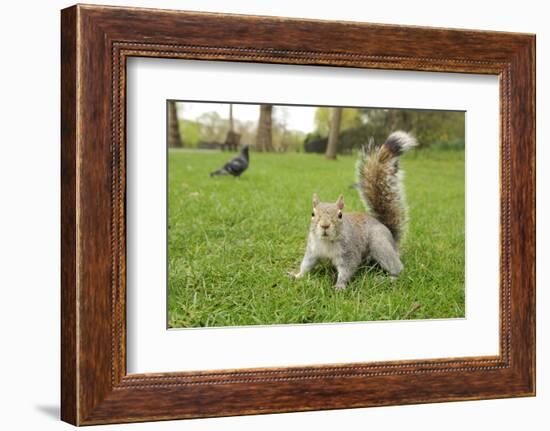 Grey Squirrel (Sciurus Carolinensis) on Grass in Parkland, Regent's Park, London, UK, April 2011-Terry Whittaker-Framed Photographic Print