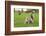 Grey Squirrel (Sciurus Carolinensis) on Grass in Parkland, Regent's Park, London, UK, April 2011-Terry Whittaker-Framed Photographic Print