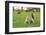 Grey Squirrel (Sciurus Carolinensis) on Grass in Parkland, Regent's Park, London, UK, April 2011-Terry Whittaker-Framed Photographic Print