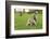 Grey Squirrel (Sciurus Carolinensis) on Grass in Parkland, Regent's Park, London, UK, April 2011-Terry Whittaker-Framed Photographic Print