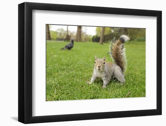 Grey Squirrel (Sciurus Carolinensis) on Grass in Parkland, Regent's Park, London, UK, April 2011-Terry Whittaker-Framed Photographic Print