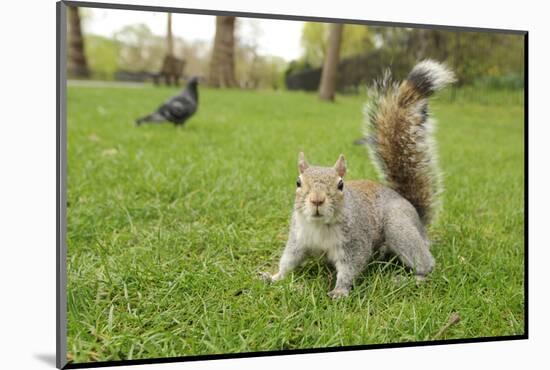 Grey Squirrel (Sciurus Carolinensis) on Grass in Parkland, Regent's Park, London, UK, April 2011-Terry Whittaker-Mounted Photographic Print