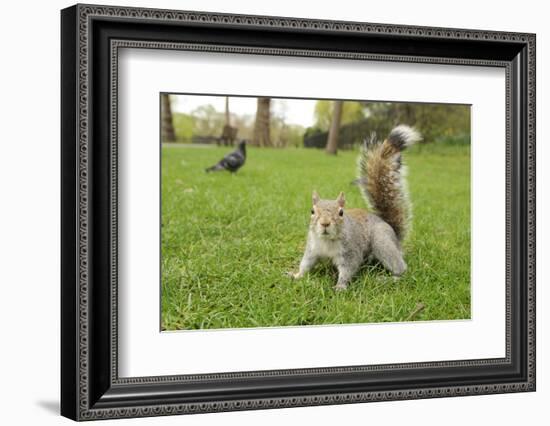 Grey Squirrel (Sciurus Carolinensis) on Grass in Parkland, Regent's Park, London, UK, April 2011-Terry Whittaker-Framed Photographic Print