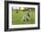 Grey Squirrel (Sciurus Carolinensis) on Grass in Parkland, Regent's Park, London, UK, April 2011-Terry Whittaker-Framed Photographic Print