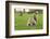 Grey Squirrel (Sciurus Carolinensis) on Grass in Parkland, Regent's Park, London, UK, April 2011-Terry Whittaker-Framed Photographic Print