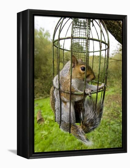 Grey Squirrel Trapped Inside a Squirrel Proof Bird Feeder-null-Framed Premier Image Canvas