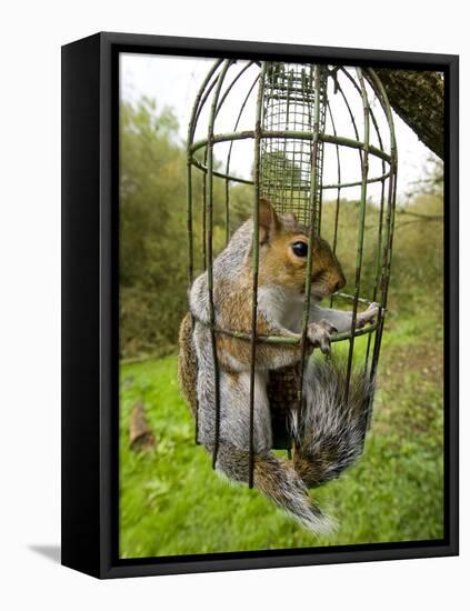 Grey Squirrel Trapped Inside a Squirrel Proof Bird Feeder-null-Framed Premier Image Canvas