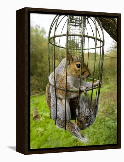 Grey Squirrel Trapped Inside a Squirrel Proof Bird Feeder-null-Framed Premier Image Canvas