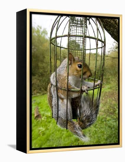 Grey Squirrel Trapped Inside a Squirrel Proof Bird Feeder-null-Framed Premier Image Canvas