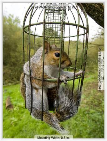 Grey Squirrel Trapped Inside A Squirrel Proof Bird Feeder