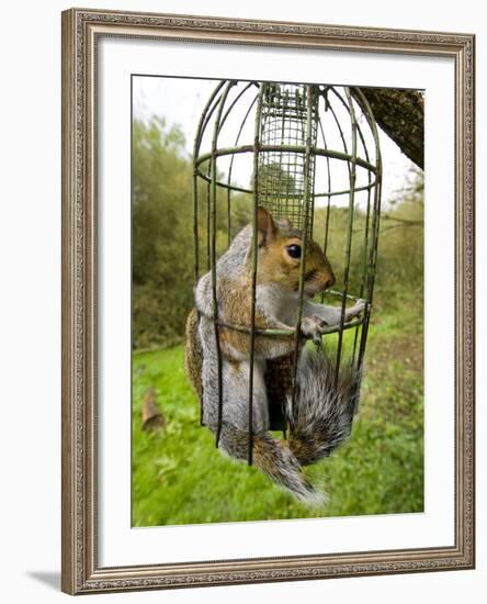 Grey Squirrel Trapped Inside a Squirrel Proof Bird Feeder-null-Framed Photographic Print