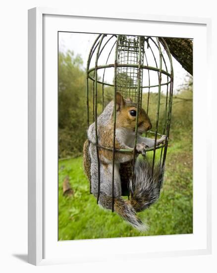 Grey Squirrel Trapped Inside a Squirrel Proof Bird Feeder-null-Framed Photographic Print