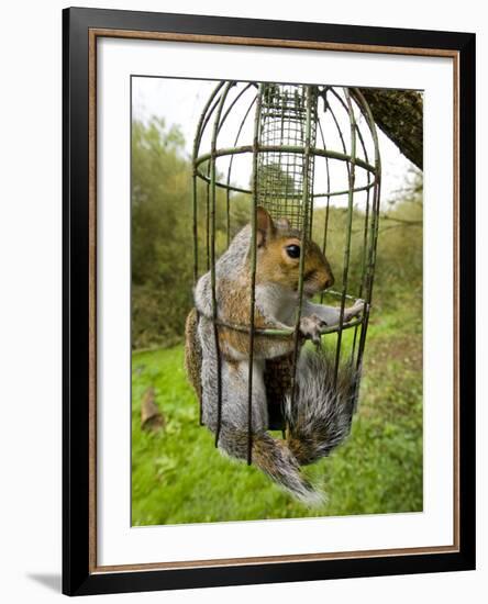 Grey Squirrel Trapped Inside a Squirrel Proof Bird Feeder-null-Framed Photographic Print