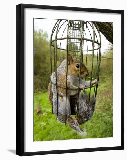 Grey Squirrel Trapped Inside a Squirrel Proof Bird Feeder--Framed Photographic Print