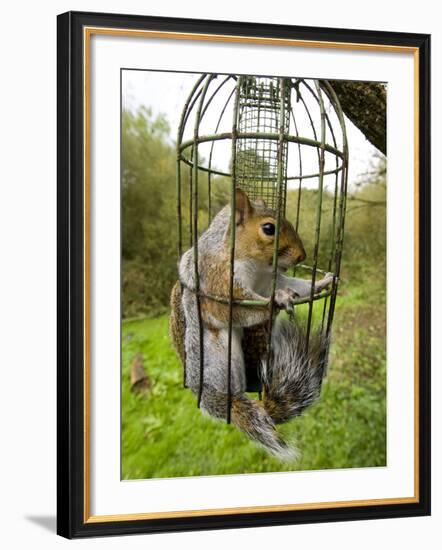 Grey Squirrel Trapped Inside a Squirrel Proof Bird Feeder-null-Framed Photographic Print
