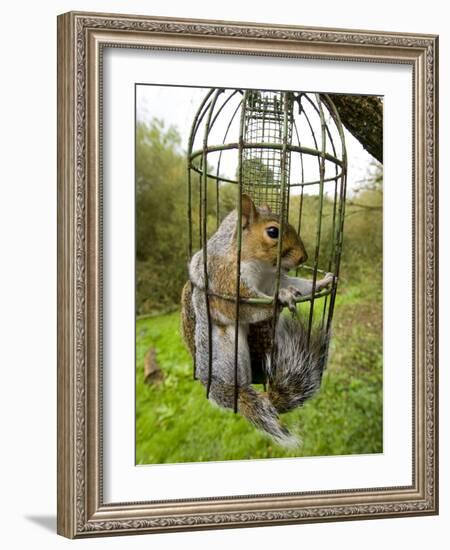 Grey Squirrel Trapped Inside a Squirrel Proof Bird Feeder-null-Framed Photographic Print