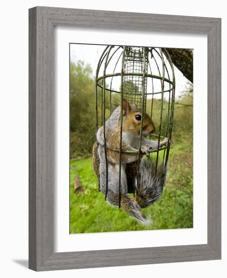 Grey Squirrel Trapped Inside a Squirrel Proof Bird Feeder-null-Framed Photographic Print